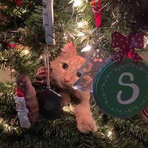 Meet your Posher, Shelbey